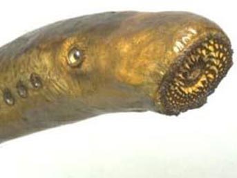 camur paraziti-65.jpg